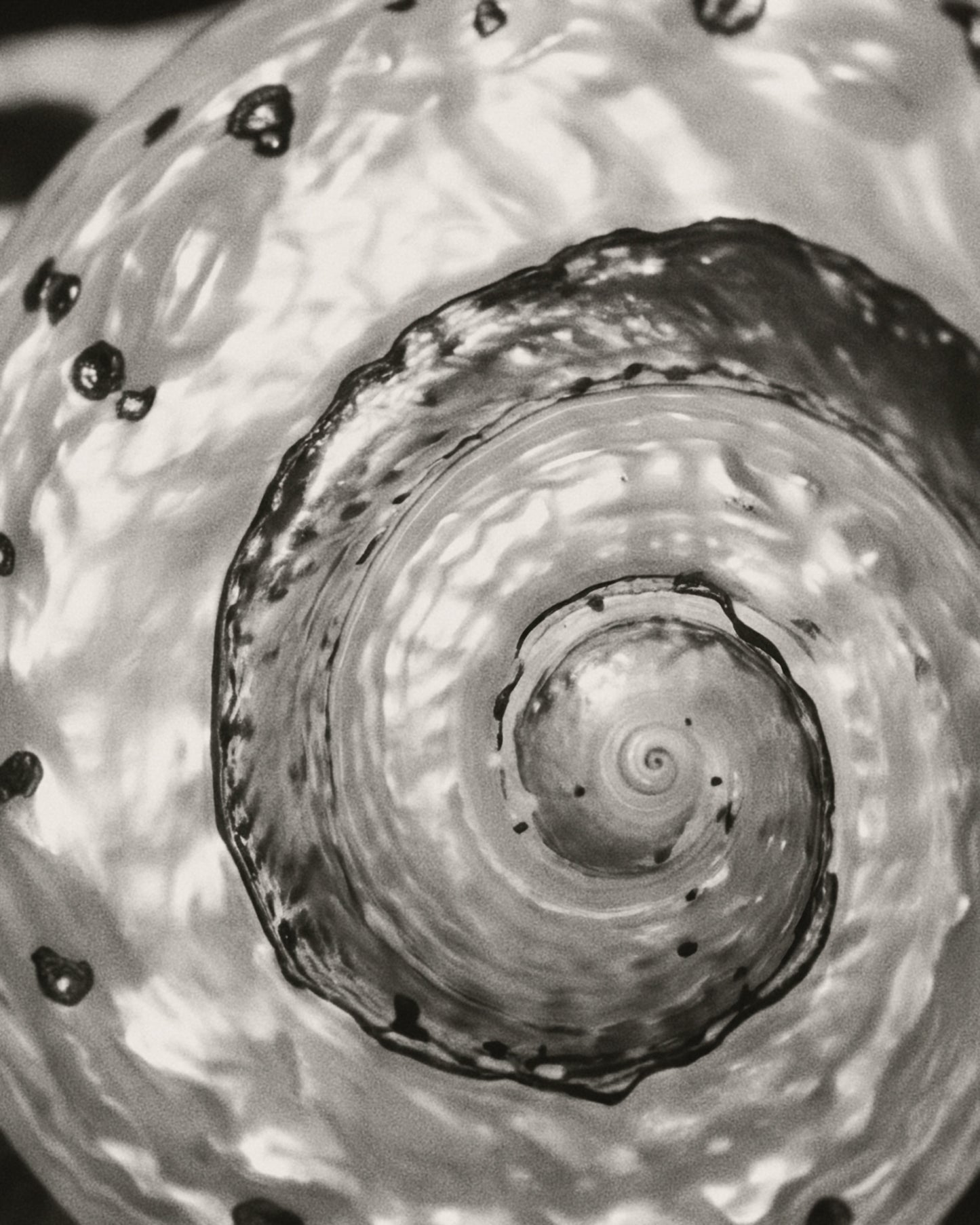 Black and white close-up photograph of a spiral shell or seashell interior with glossy highlights and dark spots.