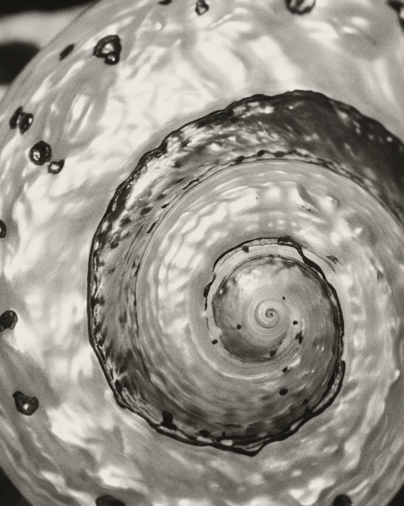 Black and white close-up photograph of a spiral shell or seashell interior with glossy highlights and dark spots.