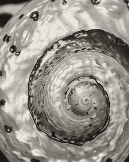 Black and white close-up photograph of a spiral shell or seashell interior with glossy highlights and dark spots.